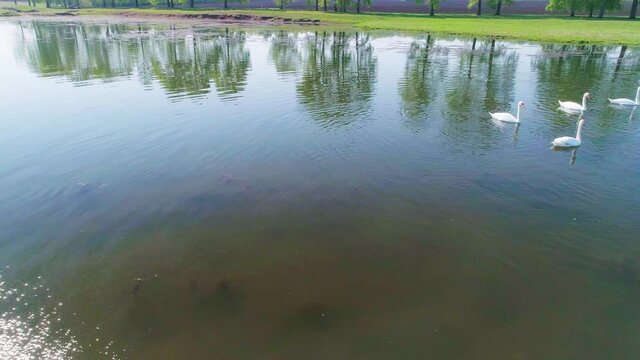 Aerial video white swans on a lake in the wild