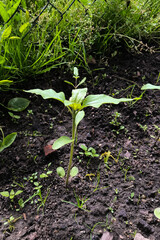 Green sunflower seedling growing in the ground