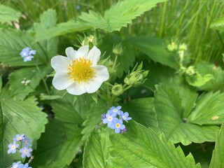 White flowers of strawberry with green leaves close-up. Seedling strawberry. Concept garden and vegetable garden.