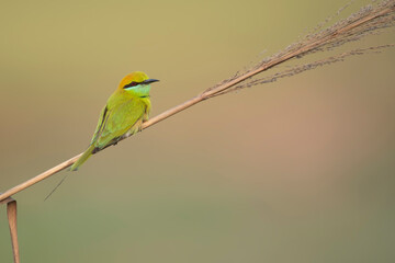 Little green bee Eater 