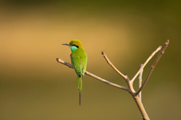Little green bee Eater 