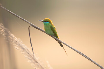 Little green bee Eater 