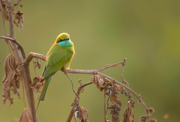 Little green bee Eater 