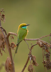 Little green bee Eater 