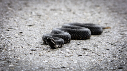 Black viper folded in a spiral.  © Adam