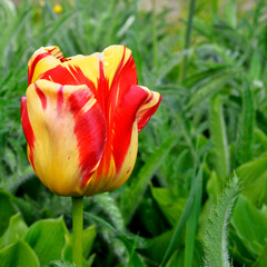 Multicolored inflorescences of a spring ornamental plant called tulip are commonly grown in squares and gardens in the city of Białystok in Podlasie in Poland