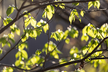 Fresh young green vibrant leaves background. Curved forest road, wild garlic and its white blooming flowers. Beautiful tree trunks and natural morning light.