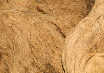 skin revives the old tree, cutting the surface. The light brown and warm orange details of the furrowed trunks or stumps. The rough organic surface of the closely detailed tree rings.