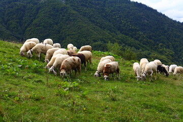 Fototapeta premium Sheep in a meadow