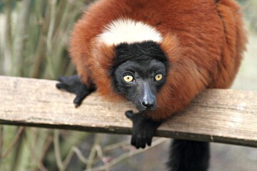 Lemur with yellow eyes