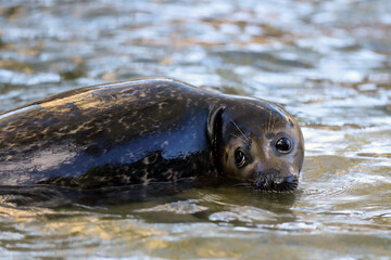 Fototapeta premium The harbor or harbour seal (Phoca vitulina), also known as the common seal, portrait.