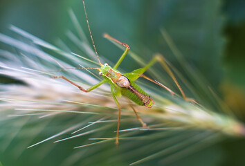 Grasshopper on a spike