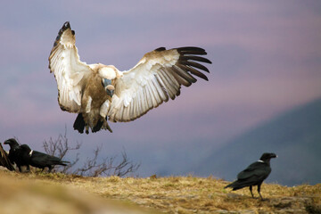 The Cape griffon or Cape vulture (Gyps coprotheres), also known as Kolbe's vulture landing on the edge of the rock among other scavengers.