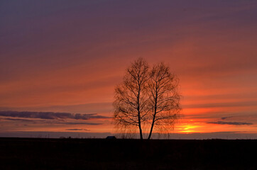 Fototapeta na wymiar 2 lonely birches among farmland. Beautiful sunset.