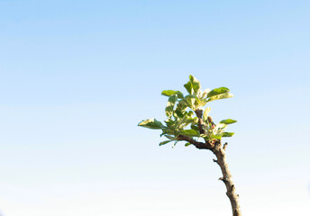 tree on blue sky