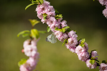 Blossoming of cherry flowers in spring time with green leaves, macro