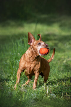 dachshund mix playing with ball