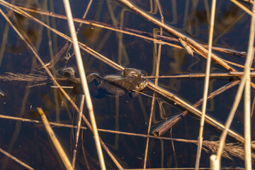 Russia. May 15, 2021. A frog basks in the sun in the Sukhodolsky lake.