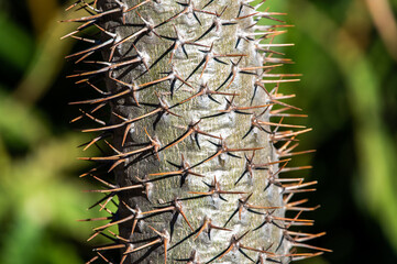 Naklejka na ściany i meble The very thorny stem of an aloe. Photographed in South Africa.