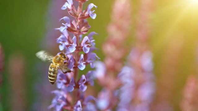 Close up of honey bee flying and collecting nectar pollen around garden sage flowers (salvia officinalis). Super slow motion filmed at 1000 fps.