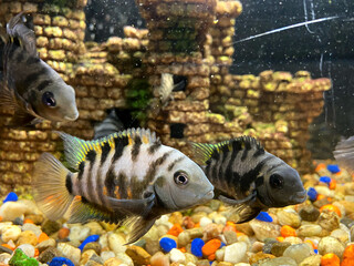 Fishes in aquarium with the castle