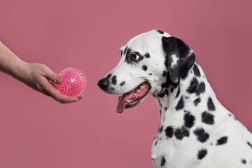 Play with the dalmatian dog with a ball. Holling a ball for pet in hand. Pet on pink background. Dog training concept. Copy space