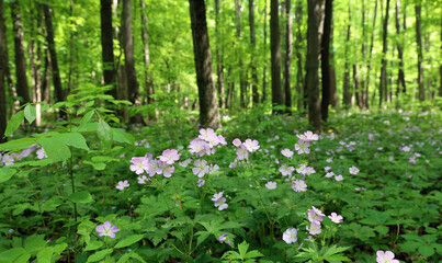 The beauty of nature is captured with the blooming of wild geraniums in the woods in spring.