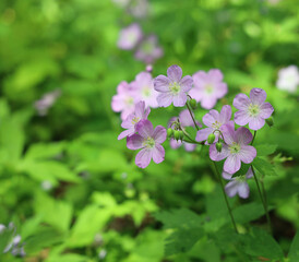 The beauty of nature is captured with the blooming of wild geraniums in the woods in spring.