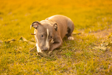 A mixed breed dog of gray and white color with drooping ears in a collar lies in the park on the green grass outside in sunlight and looks away, at sunset gnaws at the leash