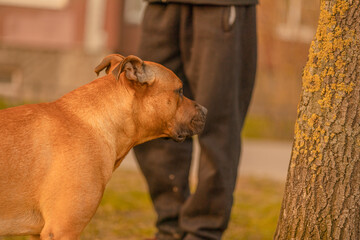 A brown red male dog mixed breed pitbull with drooping ears in warm sunlight. Dog walking, lost dog...