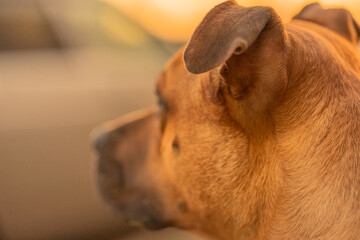 Portrait of a brown male dog mixed breed with drooping ears looks on the car background. Pet...