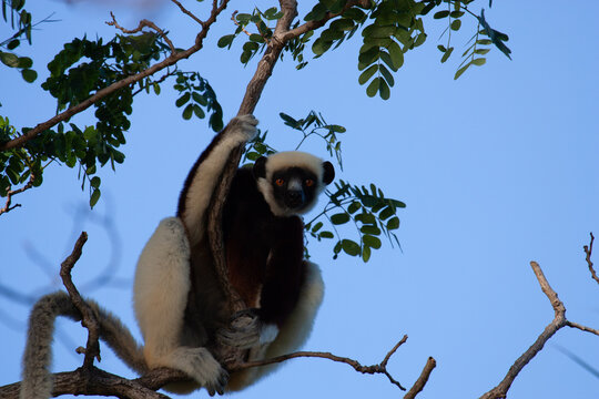 Coquerel's Sifaka (Propithecus Coquereli)