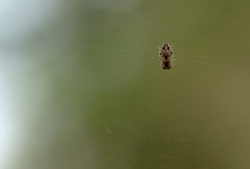 Cobweb, a spider sits on it. The background is blurred.