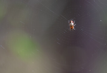 Cobweb, a spider sits on it. The background is blurred.