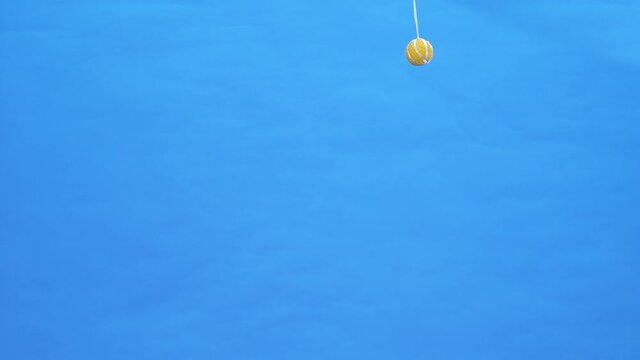 The playful smooth fox terrier jumps high, trying to reach the yellow rubber ball that hangs above it, barks. Pet in the studio on a blue background. Slow motion. Close up.