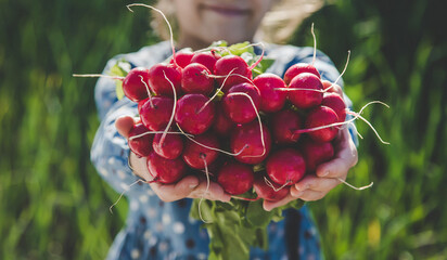 The child holds the harvest radish from the garden in his hands. Selective focus.