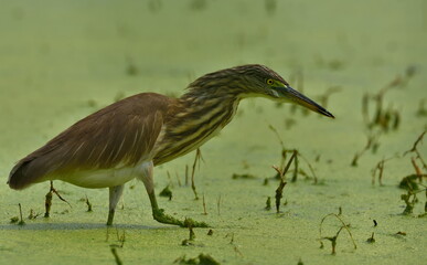 pond heron bird want to catch insect in a pond