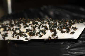 Group of flies is trapped glue on paper. It is an insect that is a carrier of cholera and dirty....