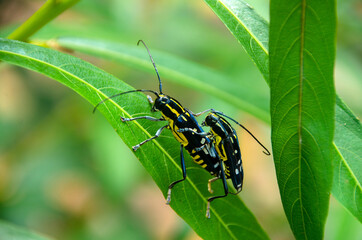 Insect macro closeup Bugs breeding.