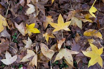 Yellow and brown autumn leaves on the ground