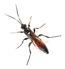 ichneumon, wasp, coelichneumon, viola, isolated, white, ichneumonidae, striped, image, extreme, park, little, antenna, fairy, stinger, flying, wing, one, nobody, parasite, habitat, brown, ecology, ben