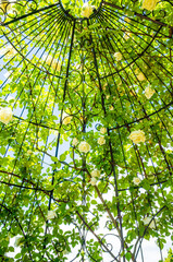 神奈川県平塚市の花菜ガーデン　薔薇庭園