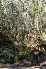 forest in the woods