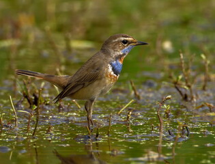 blue throat bird in natural habitat searching food