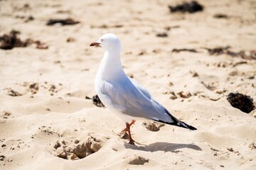 seagull on the beach