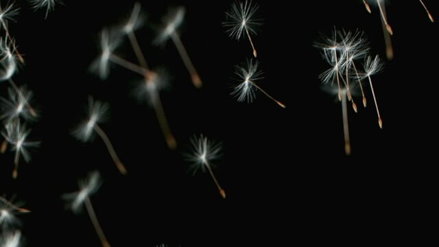 Macro Shot of Dandelion Seeds Being Blown in Super Slow Motion isolated on Black Background. Filmed on high speed cinematic camera at 2000 fps.