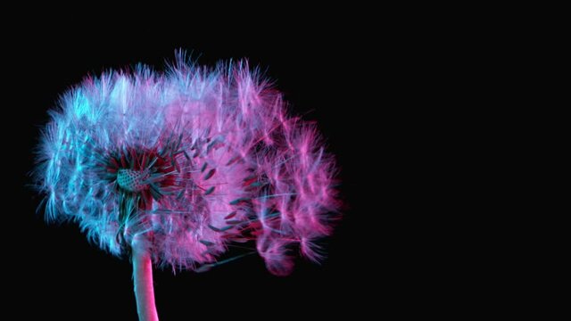 Macro Shot of Dandelion being blown in super slow motion on neon background. Filmed on high speed cinematic camera at 2000 fps.