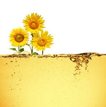 Sunflower plant montage photo with sunflowers Vegetable oil is on white background