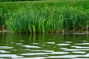 green plants near the lake