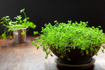 Fresh microgreens sprouts in round pot on brown wooden table. Raw micro watercress greens.